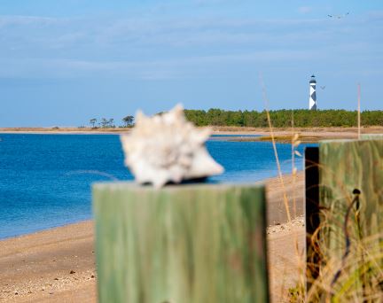 sea shell on the shore
